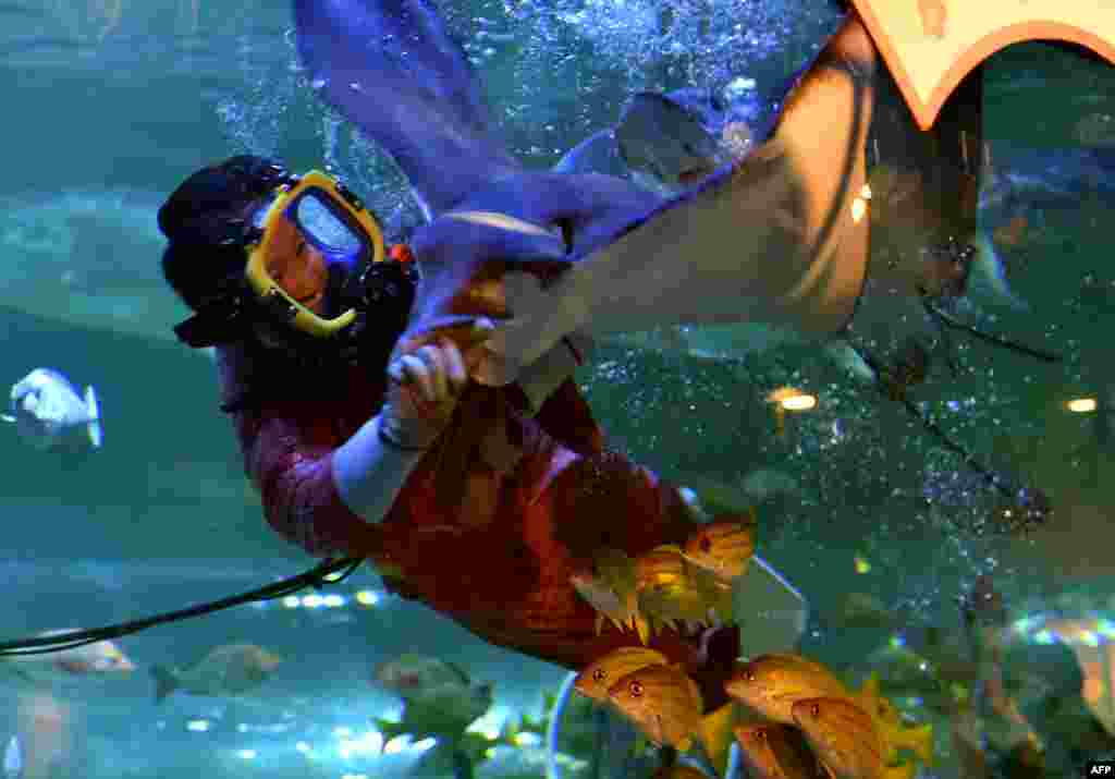 A female diver wearing a kimono feeds a ray during a New Year feeding show at the Shinagawa aquarium in Tokyo, Japan.