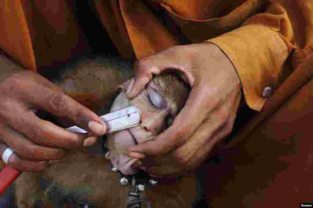 A man shaves his monkey with a razor before it performs tricks for money in Lahore, Pakistan, Oct. 7, 2013. 