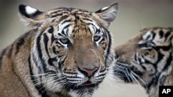 Estimates for the number of tigers in the wild has fallen in the past decade according to the New York-based Wildlife Conservation Society. Many of the tigers at the Thai temple are the cubs of parent tigers that have been killed in the wild, (File).