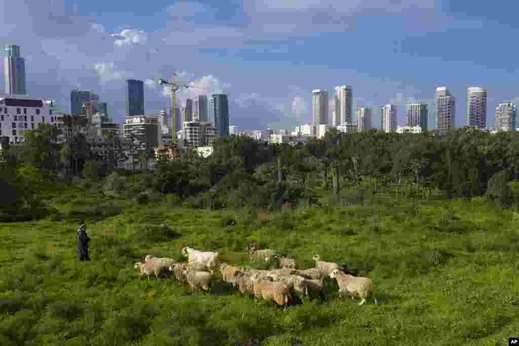 A small flock of sheep graze in a field in Tel Aviv, Israel.