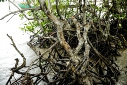 A wet area where mangrove trees grow in Teuk Chhou district of Kampot province, October 2, 2021. (Sun Narin/VOA Khmer)