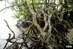 A wet area where mangrove trees grow in Teuk Chhou district of Kampot province, October 2, 2021. (Sun Narin/VOA Khmer)