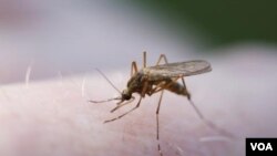 Nyamuk pembawa penyakit malaria.
