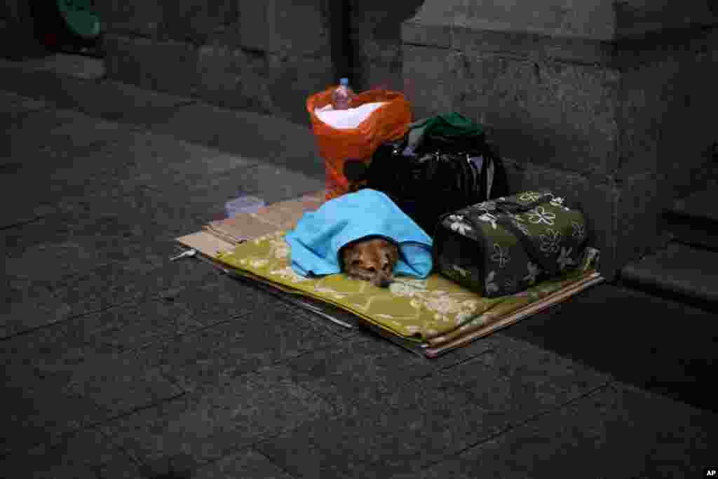 A dog lies down as its owner begs on a street nearby in Madrid, Spain.