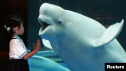 Una ballena blanca reacciona ante una niña visitante en el acuario Sea Paradise en Hakkeijima, Tokyo. Un cetáceo parecido fue capaz de imitar el sonido humano, según saben hoy los investigadores.