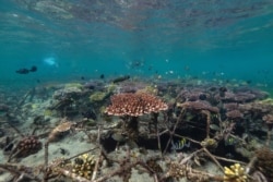 Ikan-ikan berenang di taman terumbu karang di Nusa Dua, Bali, 28 Mei 2021. (Foto: Nyimas Laula/Reuters)