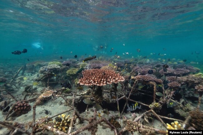 Ikan-ikan berenang di taman terumbu karang di Nusa Dua, Bali, 28 Mei 2021. (Foto: Nyimas Laula/Reuters)