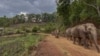 کرونا وائرس نے تھائی لینڈ کے ہزاروں ہاتھیوں کو بے روزگار کر دیا