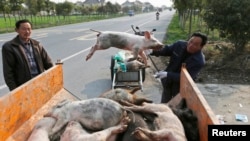 A worker moves a dead pig onto a truck in the Zhulin village of Jiaxing, March 12, 2013.