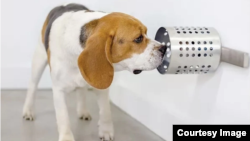 This dog is training to identify the scent associated with COVID-19 in canisters at BioScent in Myakka City, Florida. (Courtesy of BioScent)