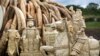 Report: Chinese Demand for Elephant Ivory Drops