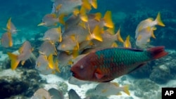 FILE - This photo taken March 2009 shows a Rainbow Parrot fish, front, passing by a group of yellow tail snapper off Caye Caulker Island near the second largest barrier reef that runs along the coast of Belize.