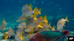 Los arrecifes de coral han sufrido mayor estrés en todo el mundo debido al aumento de las temperaturas oceánicas agravadas por la pesca excesiva, la contaminación y el turismo. (AP Foto/Pat Wellenbach).