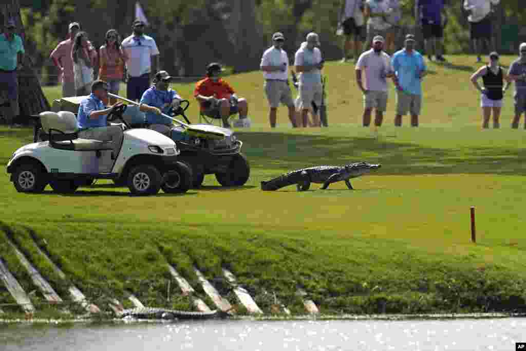 Tournament officials use golf carts to coax an alligator off of the 17th fairway and back into the water during the third round of the PGA Zurich Classic golf tournament at TPC Louisiana in Avondale, April 24, 2021.