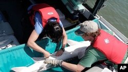 Researchers tag a white sturgeon on the Fraser River in British Columbia, Canada.