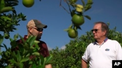 Fred Gmitter, a geneticist at the University of Florida Citrus Research and Education Center, right, visits a citrus grower in an orange grove affected by citrus greening disease in Fort Meade, Fla., on Sept. 27, 2018