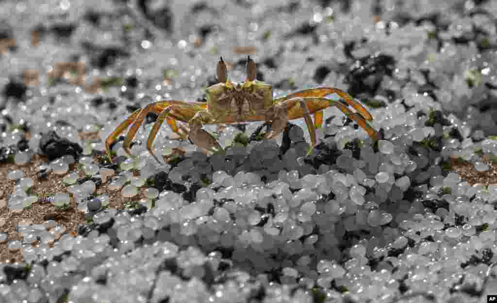 A crab roams on a beach polluted with polythene pellets that washed ashore from burning ship MV X-Press Pearl anchored off Colombo port at Kapungoda, out skirts of Colombo, Sri Lanka.