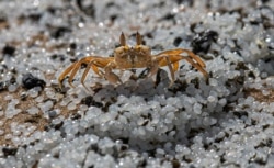 A crab roams on a beach polluted with polythene pellets that washed ashore from burning ship MV X-Press Pearl anchored off Colombo port at Kapungoda, out skirts of Colombo, Sri Lanka, Monday, May 31, 2021.