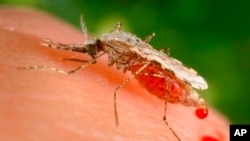 FILE - This file photo provided by the Centers for Disease Control and Prevention shows a feeding female Anopheles Stephensi mosquito, in the process of obtaining its blood meal from a human host. In a study published Sept. 22, 2021, scientists say there 
