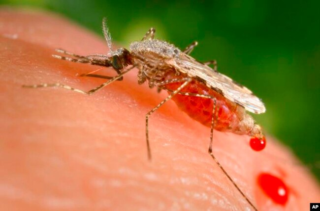 Nyamuk Anopheles Stephensi betina dalam proses mendapatkan makanan berupa darah dari inang manusia. Dalam studi yang dipublikasikan 22 September 2021, (Foto: AP)