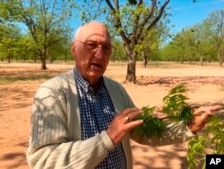 Jim Anthony, the owner of a 14,000-acre pecan farm near Granbury, Texas, displays bud break on a tree, April 24, 2018.