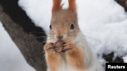 In this 2017 Reuters photo, a squirrel eats a nut in a park in Moscow, Russia. 