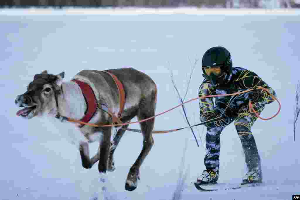 Reindeers pull their jockeys as they compete on the 1 km ice track of the final in the BRP Poro cup reindeer race on a lake in Inari, northern Finland, March 31, 2019.