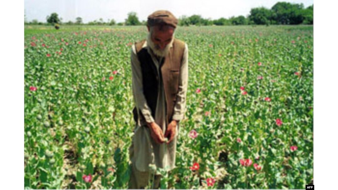Afg’oniston bu yil yanada ko'proq afyun yetishtirishi mumkin
