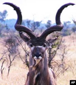 Vuvuzelas originated from the horns of South Africa's Kudu antelope that indigenous groups used to blow to call meetings