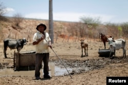 Farmer Francisco Emiliano, 58, looks after the cattle near the partially constructed Transnordestina railway track in the city of Missao Velha, Ceara state, northeast of Brazil, Oct. 25, 2016.