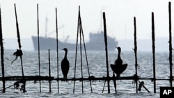 Sea birds sit on fishing traps set up near the shore off Muharraq, Bahrain, as ships pass through the Persian Gulf (file photo)