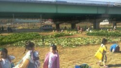 도시 어린이들 '배추 재배' 자연 체험