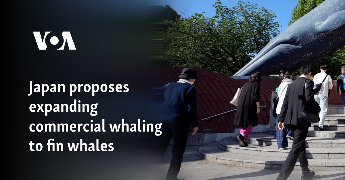 Japan proposes expanding commercial whaling to fin whales