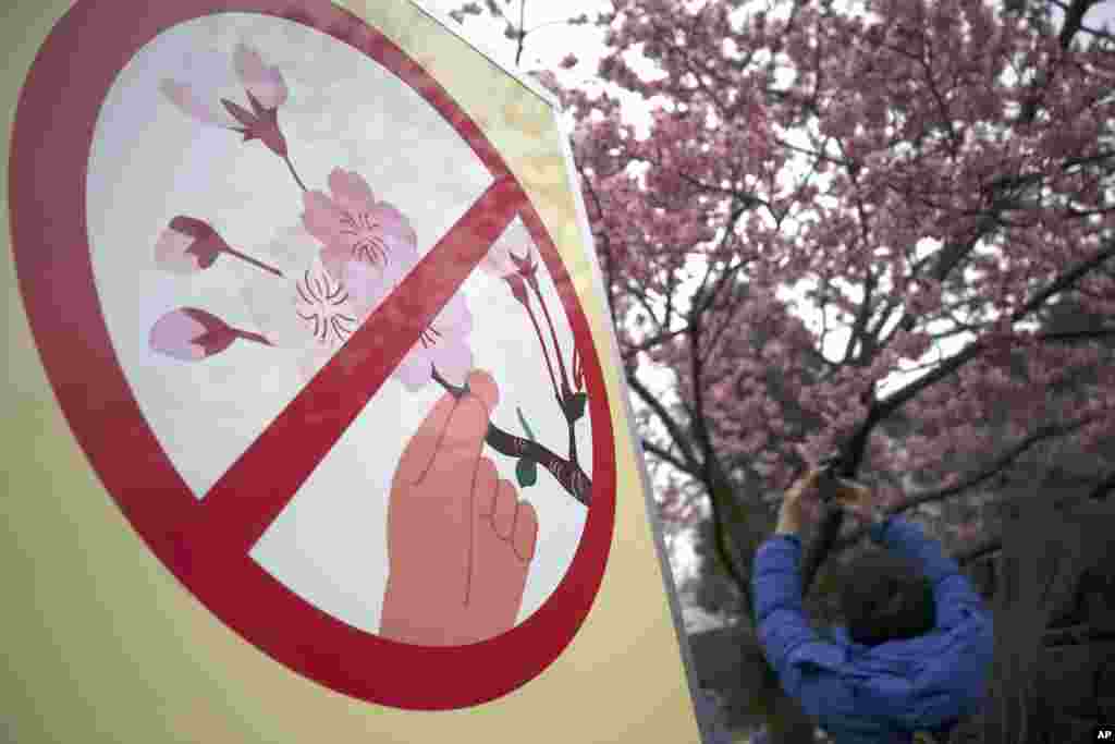 A visitor takes a photo of blooming cherry blossoms next to a &quot;Hands off blooming cherry&quot; sign at Ueno Park in Tokyo.