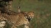 Perdagangan Hewan Eksotis Ancam Populasi Cheetah di Afrika 