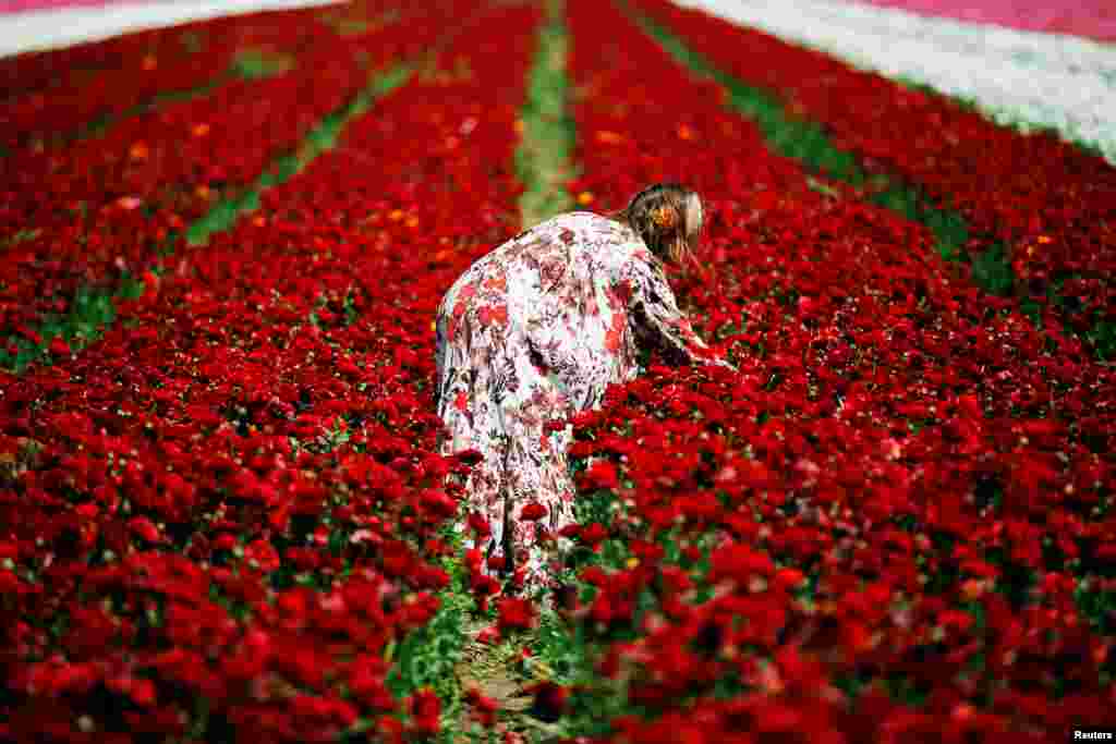 A woman picks buttercup flowers in a field near Kibbutz Nir Yitzhak in southern Israel, just outside the Gaza Strip.