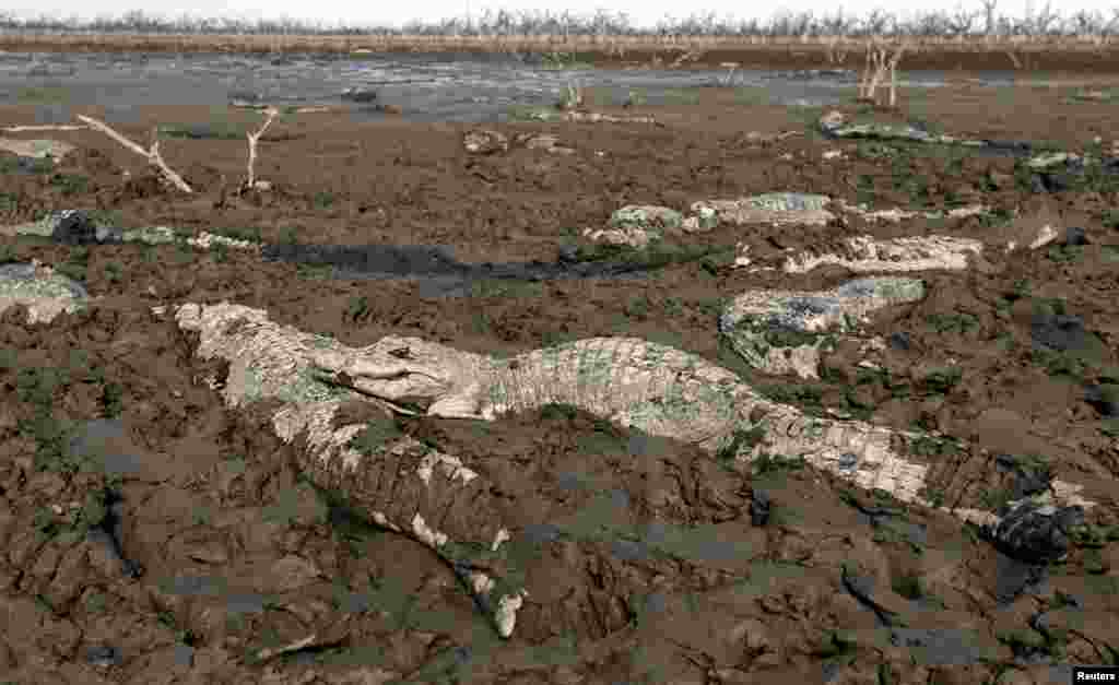 Buaya-buaya (alligator) terjebak di lumpur sungai Pilcomayo yang kering, akibat kemarau panjang di kota di Boqueron, Paraguay dekat perbatasan Argentina.