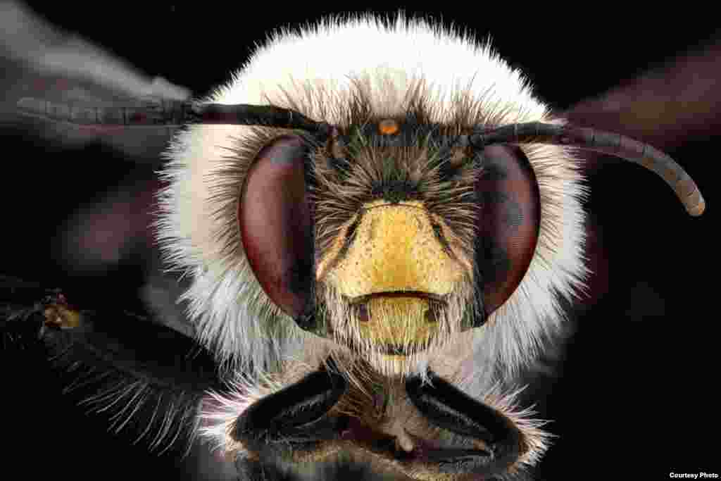 Anthophora bomboides is a bumblebee look-alike, but from a completely different family than bumblebees and not forming colonies but nesting in exposed banks of soil. 