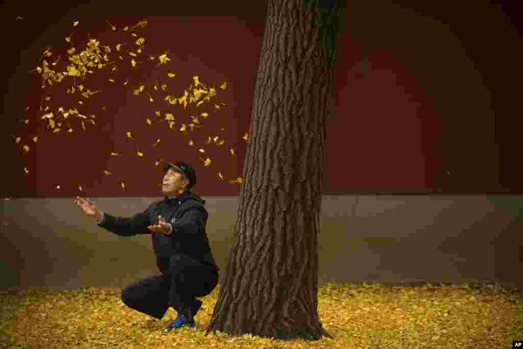 An elderly man tosses fallen gingko tree leaves into the air in a park in Beijing. China&#39;s capital has been hit with unusually cool and wet weather in recent weeks.