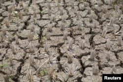인도 반자메가라에서 논 바닥이 가뭄으로 갈라졌다.