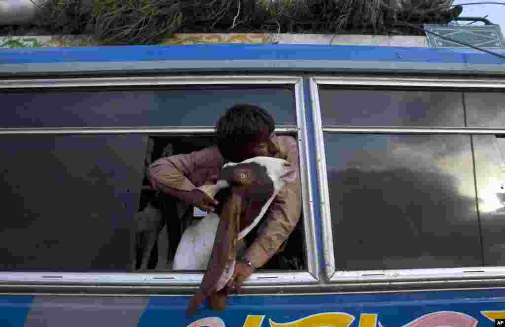 A Pakistani vendor holds a goat while looking out the window of a bus upon arrival at a cattle market set up for the upcoming Muslims&#39; festival Eid-al-Adha in Karachi.