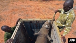 FILE - Rangers stand next to a black rhino about to be released out of a capture crate at the Sera Community Rhino Sanctuary in Samburu county, some 350 km north of the capital, Nairobi, May 20, 2015. A female black rhino also was transferred in May of 2015. A baby black rhino was born in Kenya in March. 