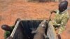 Kenya Black Rhino Birth Provides Glimmer of Hope