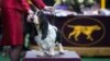 Follow the Hounds: Westminster Dog Show Opens in New York