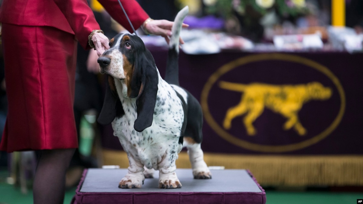 Follow the Hounds Westminster Dog Show Opens in New York