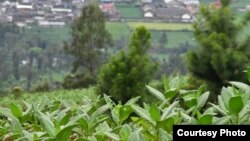 Hamparan tanaman tembakau di lereng gunung di Temanggung, Jawa Tengah. (foto: APTI)