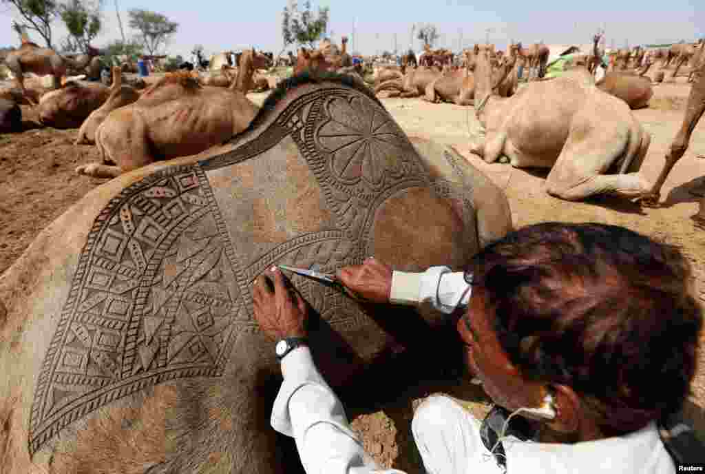 A man uses a scissors to make intricate decorative patterns on a camel&#39;s back before displaying it for sale at a makeshift cattle market ahead of the Eid al-Adha festival in Karachi, Pakistan.