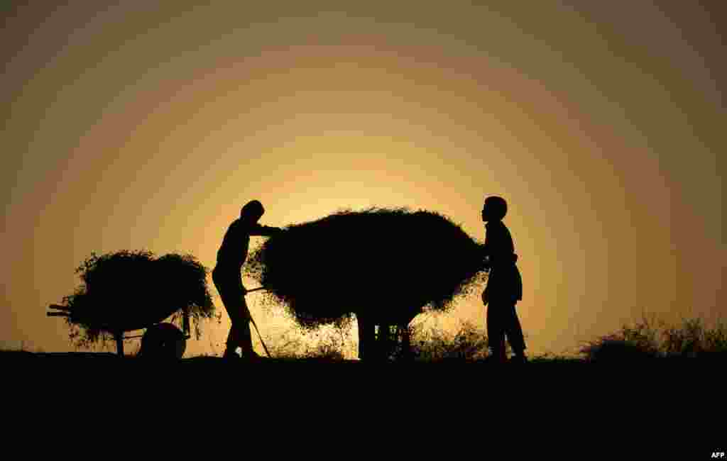 Afghan children collect firewood for their family on the outskirts of Mazar-i-Sharif.