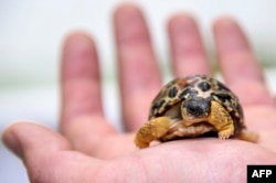 FILE - A veterinarian holds a radiated tortoise on Aug. 2, 2017, at the zoo in Mulhouse, eastern France.