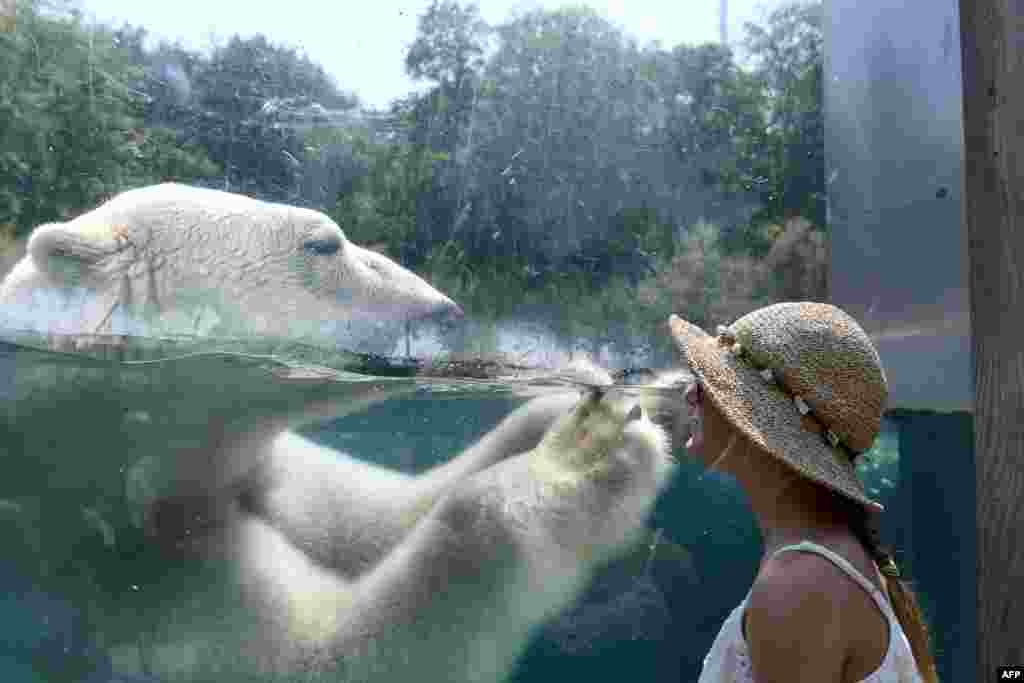 프랑스 동부 뮐루즈의 동물원에서 북극곰이 물 속에 들어가 있는 가운데 관광객이 그 모습을 지켜보고 있다. 유럽에서는 기록적인 무더위 속 가뭄이 이어지면서 대형 산불이 잇따르고 발전소 가동마저 중단됐다.